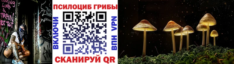 наркотики  Ногинск  Галлюциногенные грибы Psilocybe 